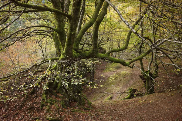Původního Bukového Pralesa Baskicku — Stock fotografie