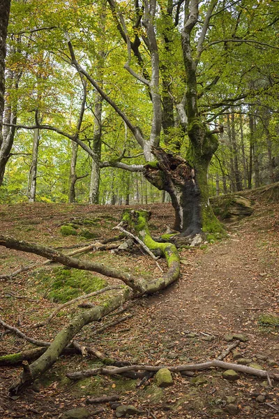 Antik kayın ormanı Bask Ülkesi '