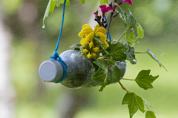 Bahçe plastik şişeler ve bitkiler ile geri dönüşüm