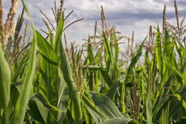 Mısır ekimi Cantabria, İspanya
