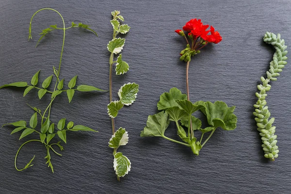 Eine Tafel Mit Blumenschmuck Als Basketballfeld — Stockfoto