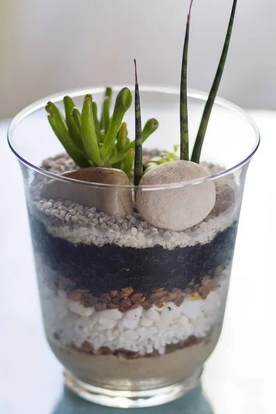 Egy Díszes Terrárium Üveg Pot Szukkulens Növények — Stock Fotó