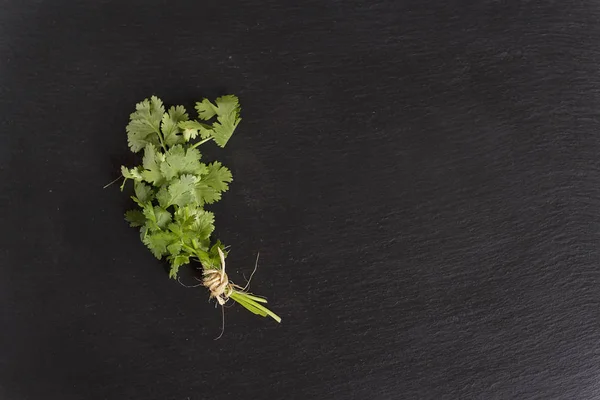 A bunch of coriander over a black background