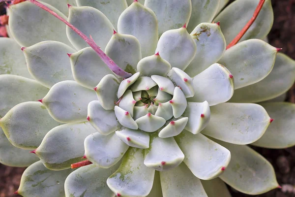 都市のバルコニーの庭の植物 — ストック写真