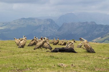 Akbabalar bir buzağı yeme bir sürü