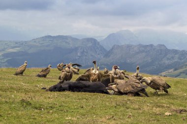 Akbabalar bir buzağı yeme bir sürü