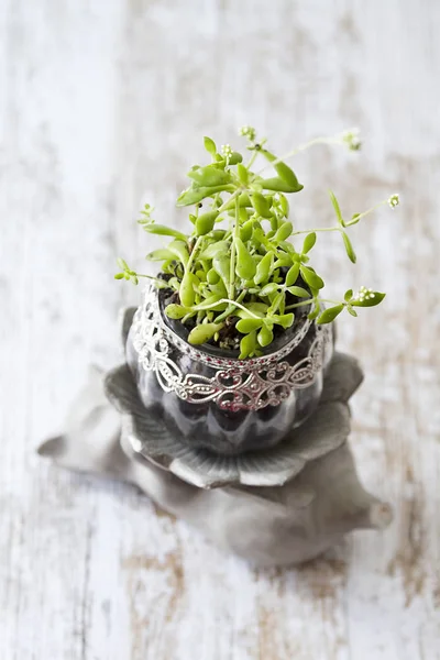 Egy Nedvdús Növény Egy Pohár Pot Dekoráció — Stock Fotó