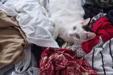 Dinlenme giysileri üzerinde sahip şirin bir beyaz kedi