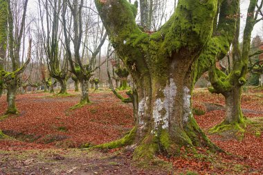Bask ülkesinde antik ve sihirli kayın ormanı 