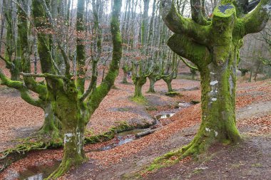 Bask ülkesinde antik ve sihirli kayın ormanı 