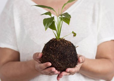 Kokedama bitkisi tutan bir kadın.