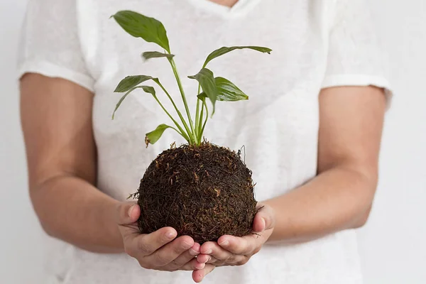 Kokedama bitkisi tutan bir kadın.