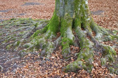 Bask ülkesinde antik ve sihirli kayın ormanı 