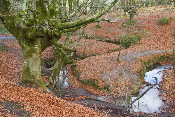 Alter Und Magischer Buchenwald Baskenland — Stockfoto