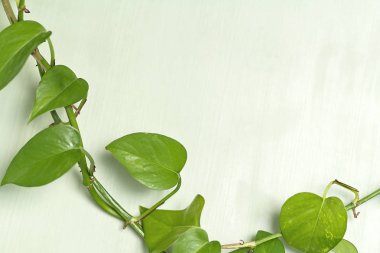 Yeşil ahşap arka plan üzerinde potho bitki bir dalı 