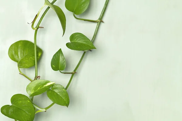 Ein Zweig Einer Schlaglochpflanze Auf Grünem Holzgrund — Stockfoto