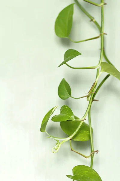 Ein Zweig Einer Schlaglochpflanze Auf Grünem Holzgrund — Stockfoto