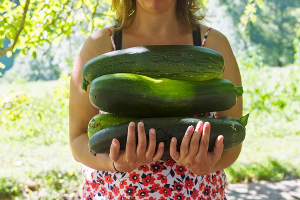 Farmer Woman Holding Harvest Zucchini Her Arms — Stock Photo, Image