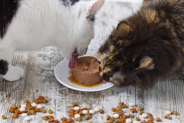 Cat food and snacks for a healthy animal life