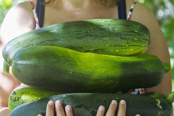 Farmer Woman Holding Harvest Zucchini Her Arms — Stock Photo, Image