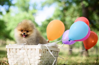 Spitz yaz hava balonları sepeti