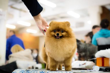 Spitz tımar köpek gösterisi