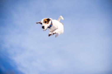 gökyüzünde köpek sıçramak
