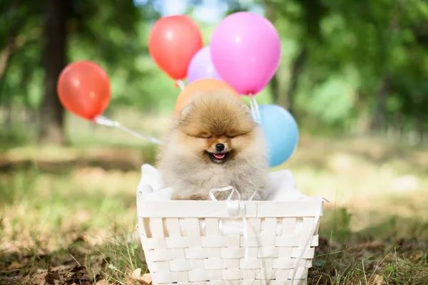 Spitz yaz hava balonları sepeti