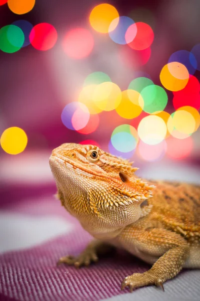 christmas lizard bokeh happy