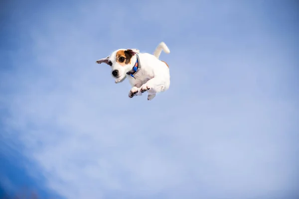 gökyüzünde köpek sıçramak