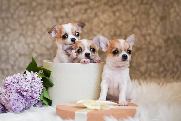 Bir kutu içinde üç Chihuahua yavru