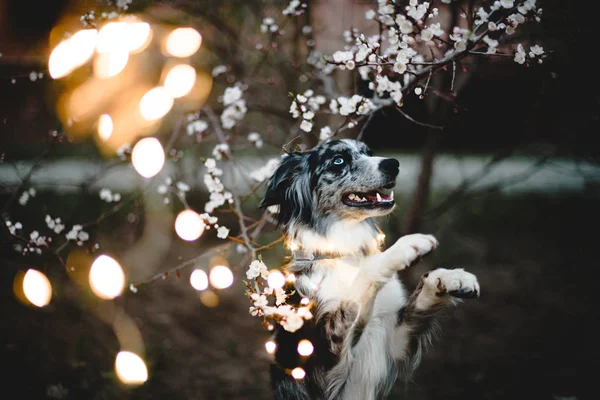 köpek bokeh ağaç bahar