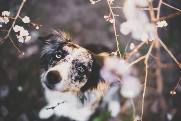 ağaç bahar köpeğe