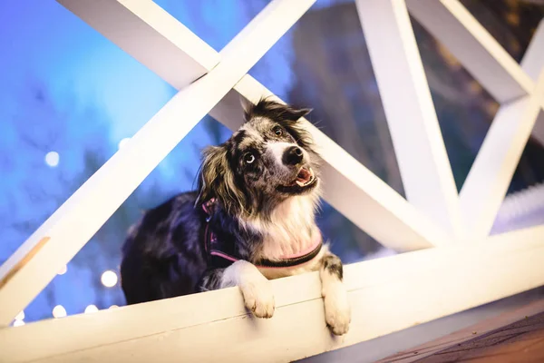 köpek de akşam beyaz çit 