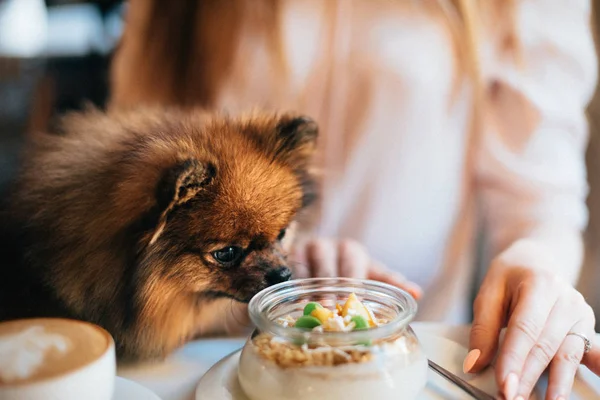 dostluk çocuk ve köpek kar dağlar