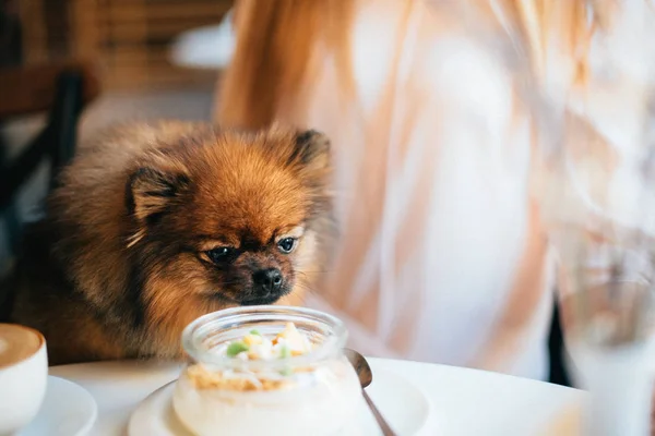 dostluk çocuk ve köpek kar dağlar