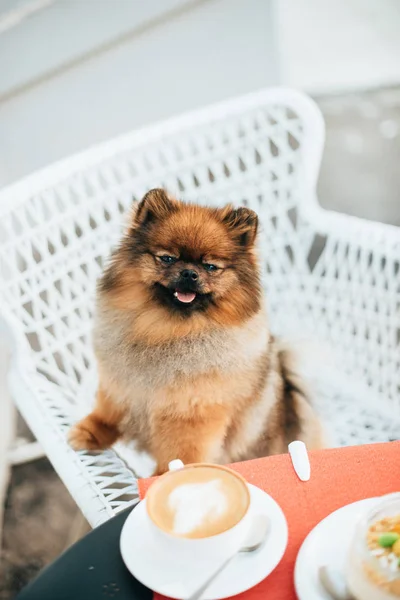Spitz köpek bir kafede bir sandalyede oturur