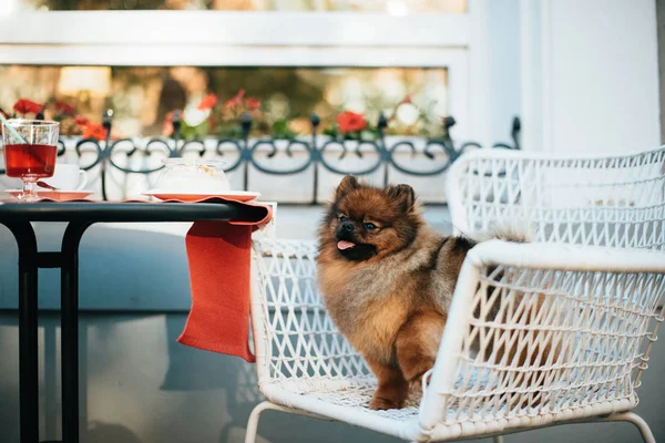 Spitz köpek bir kafede bir sandalyede oturur