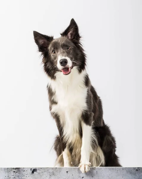 beyaz bir arka plan üzerinde güzel köpek