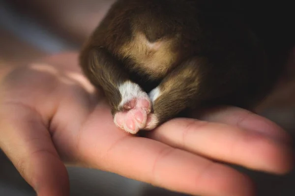 dostluk çocuk ve köpek kar dağlar