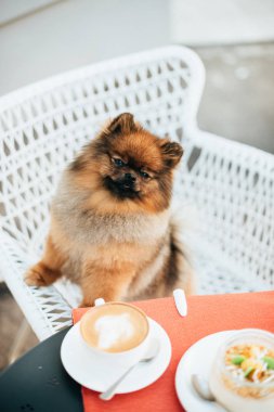Spitz köpek bir kafede bir sandalyede oturur