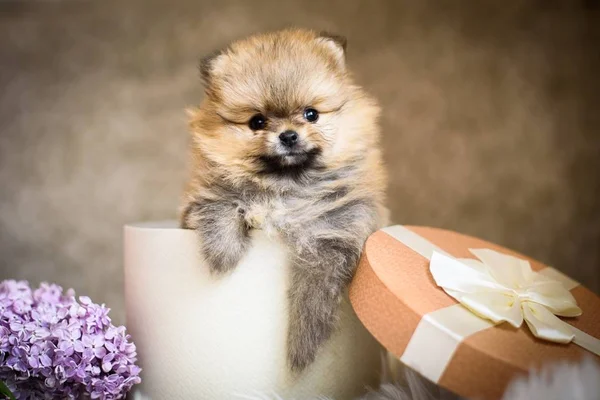 güzel köpek yavrusu spitz bir kutu içinde