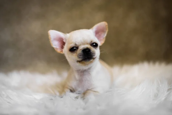  küçük tatlı köpek Chihuahua