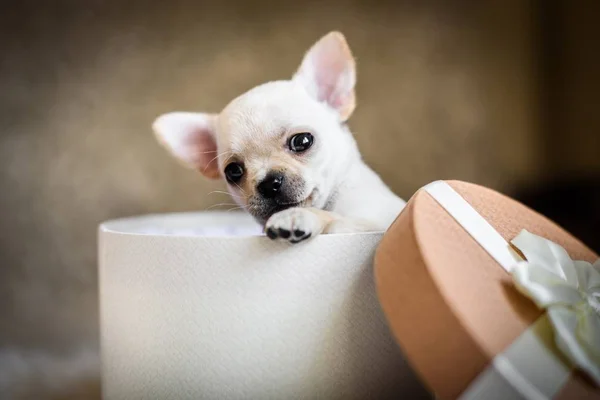   tatlı Chihuahua köpek kutusunda