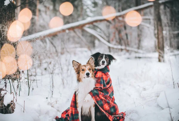 Aile köpek ormanda ateş