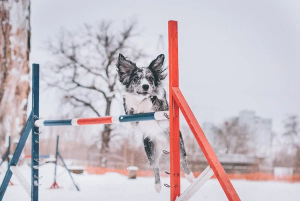 köpek bariyer atlar