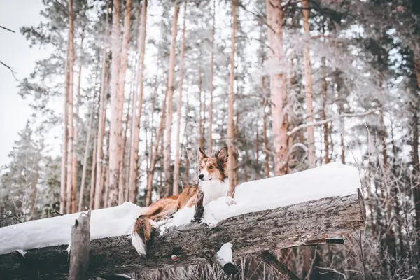 dostluk çocuk ve köpek kar dağlar