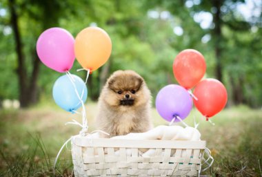 küçük köpek yavrusu spitz balonlu sepet içinde