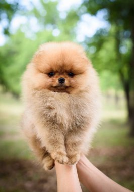 küçük şirin tüylü köpek yavrusu