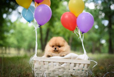 küçük köpek yavrusu spitz balonlu sepet içinde